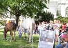 BZ7T7458 Lipizzaner im Burggarten Foto Pfluegl 160719